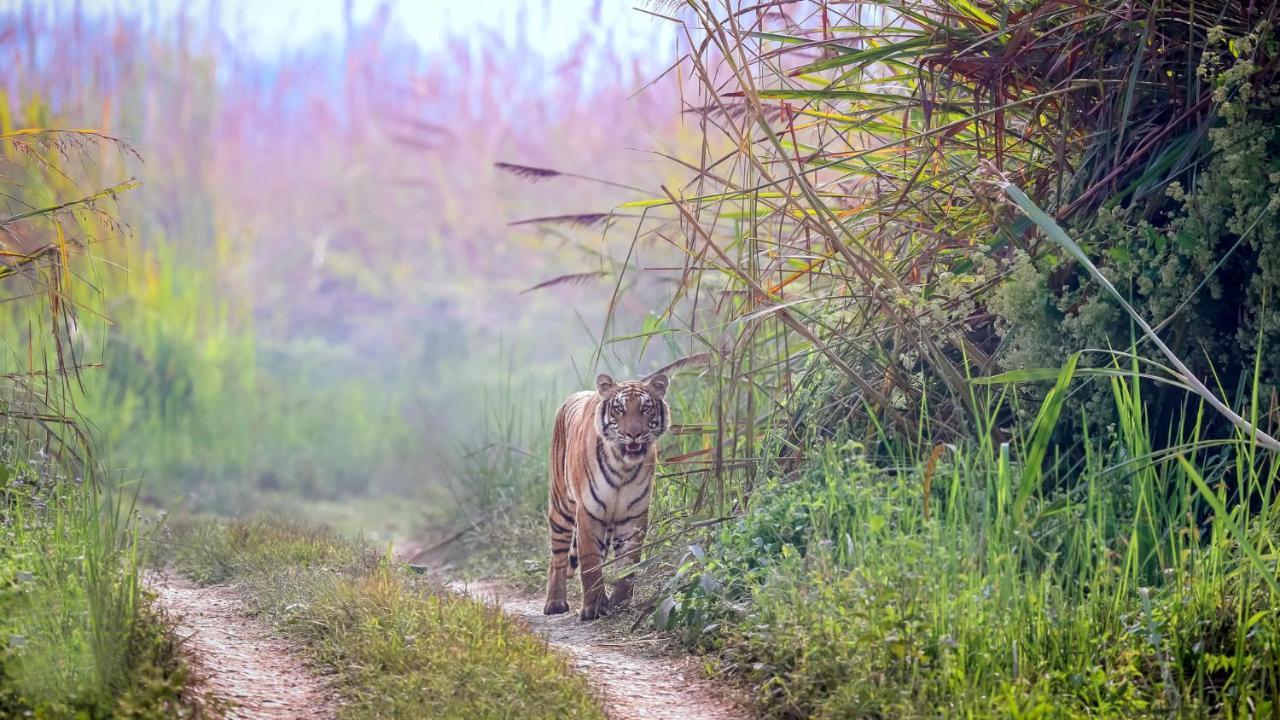 Park Safari Resort Sauraha Exterior foto